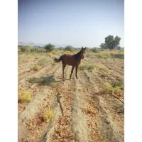 اسب عرب|اسب و تجهیزات اسب‌سواری|میناب, |دیوار