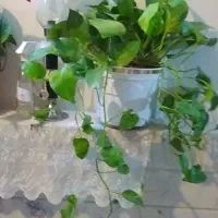 ادنیوم|گل و گیاه طبیعی|قم, علی آباد سعدگان|دیوار