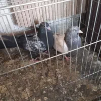 ۸عددکبوترپلاکی ویه جفت سینه داربایهودی فقط تماس|پرنده|رفسنجان, |دیوار