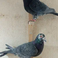 زاغ آلمانی قلدور نرپولکی نر جوجه پرشی ۳تاش ۱تومن|پرنده|مشهد, نیروی هوایی|دیوار