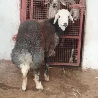 گوسفند ۱ عدد قوچ بره