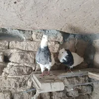 سه عددکفترطوقی دوتانریه ماده|پرنده|لاران, |دیوار