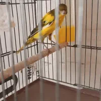 قناری یکسر|پرنده|مشکین‌دشت, |دیوار