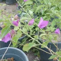 شب بو آلوورا پالم|گل و گیاه طبیعی|دزفول, |دیوار