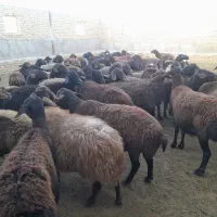 ۷۰ راس میش قزل افشار|حیوانات مزرعه|زنجانرود, |دیوار