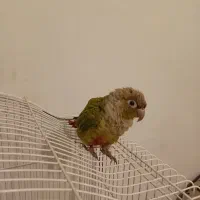 طوطی رام دستی گرینچیک دون خور|پرنده|ری, حمزه‌آباد|دیوار