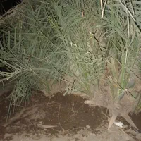 تعدادی فسیل مضافتی بفروش میرسد|کلکسیون و سرگرمی|کهنوج, |دیوار