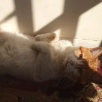 واگذاری رایگان گربه خونگی مهربون|گربه|یزد, |دیوار