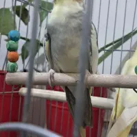 عروس هلندی دستی و سخن گو|پرنده|محمدشهر, محمدشهر|دیوار