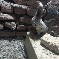 سار|پرنده|تربت‌حیدریه, باغ سلطانی|دیوار