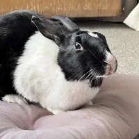 واگذاری خرگوش هلندی