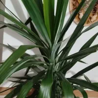 گل یوکای بزرگ