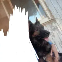 سگ ژرمن ماده