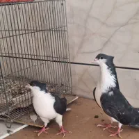 دمگیردوبحر