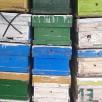 کندو زنبور عسل