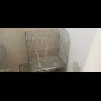 قفس پرنده|لوازم جانبی حیوانات|مهاجران, |دیوار