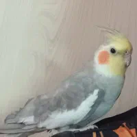 عروس هلندی نر گمشده