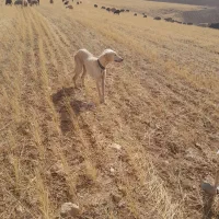 سگ ماده تازی