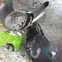 کبوتر