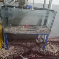 یک عدد آکواریوم باتمام مخلفات بفروش می رسد|ماهی|جزنیک, |دیوار