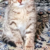 واگذاری بچه گربه