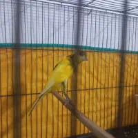 قناری نر ابلغ|پرنده|مرودشت, ثبت احوال|دیوار