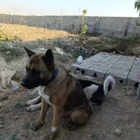 آکیتا آمریکایی|سگ|پاکدشت, پاکدشت (مامازند)|دیوار