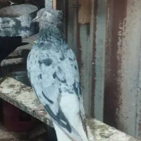 اشعل کوهی ماده