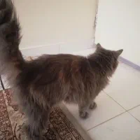 گربه پیدا شده|حیوانات|قزوین, |دیوار