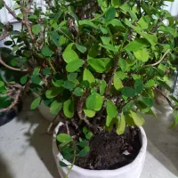 اگلونما برفی زینتی وباشکوه وگل مرجان|گل و گیاه طبیعی|شیراز, زرهی|دیوار