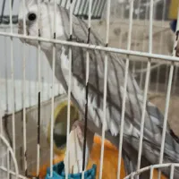 عروس هلندی مولد|پرنده|ماکو, |دیوار