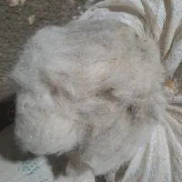 پشم سفید تمیس