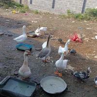 قو غاز نر لیندا|حیوانات مزرعه|خمام, |دیوار