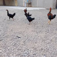 جوجه شوروه ای محلی|حیوانات مزرعه|هیرمند, |دیوار