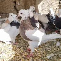 کبوتر طوقی|پرنده|مبارکه, |دیوار