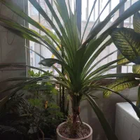 گل پاندانوس