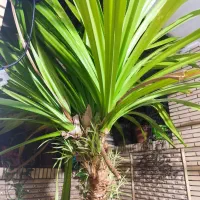 گل بزرگ پاندانوس سالم سه شاخه قابل قلمه زدن