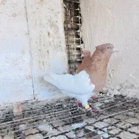 کفتر کله زرد|پرنده|مشهد, هفده شهریور|دیوار