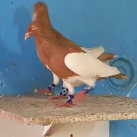 نرماده یهودی زرد گردن کلفت بی‌نظیر خوشکل
