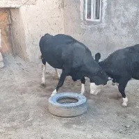 فروش ۲ راس گاو