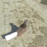 دم سفید اشعل نر|پرنده|امیدیه, |دیوار