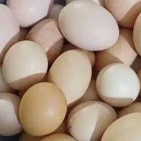 تخم مرغ محلی