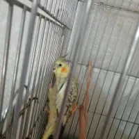 عروس هلندی|پرنده|اسلام‌شهر, شهرک محمدیه|دیوار