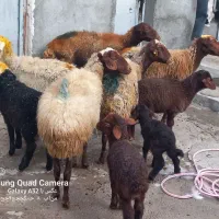 گوسفندبا بره داشتی|حیوانات مزرعه|کوزران, |دیوار