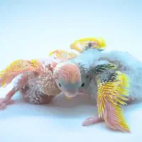 جوجه سرلاکی مرغ عشق  ۳عدد