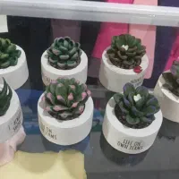 گل‌های آپارتمانی|گل مصنوعی|اسلام‌شهر, مطهری|دیوار