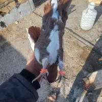 زرد پلنگ وگلی پلنگ|پرنده|رفسنجان, |دیوار