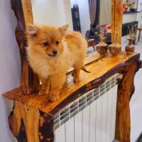 توله پامر پرتغالی|سگ|رشت, رودباری|دیوار