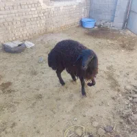 بره نر و ماده فروشی