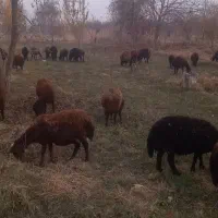 گوسفند|حیوانات مزرعه|نوشین شهر, |دیوار